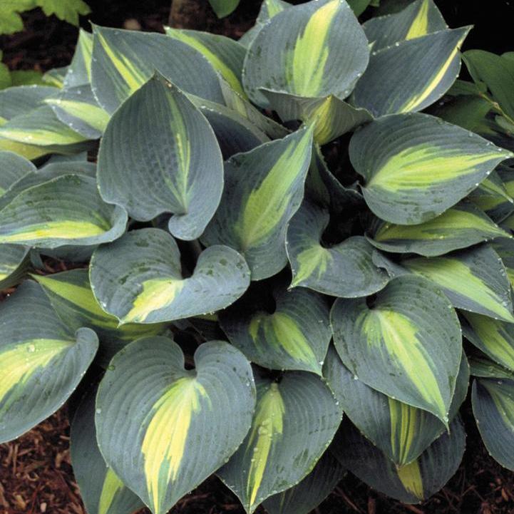 Touch of Class Hosta