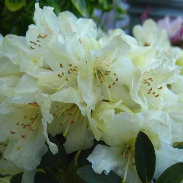 Towhead Rhododendron