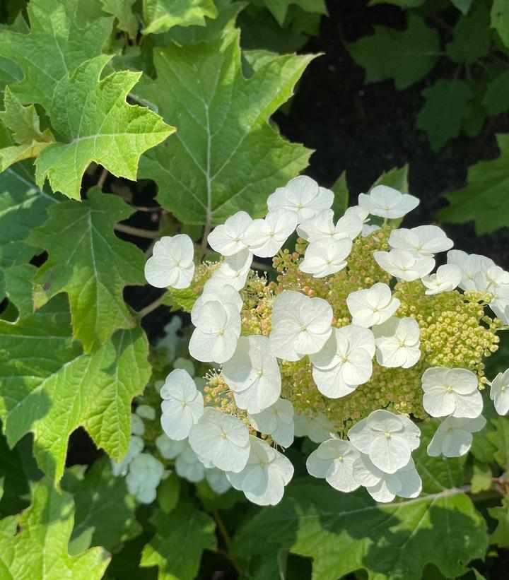 Toy Soldier Oakleaf Hydrangea