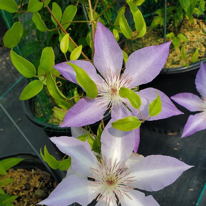 Tranquilite® Clematis
