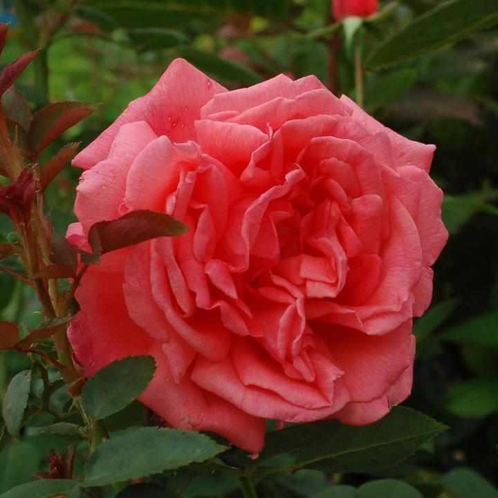 Tropicana Hybrid Tea Rose