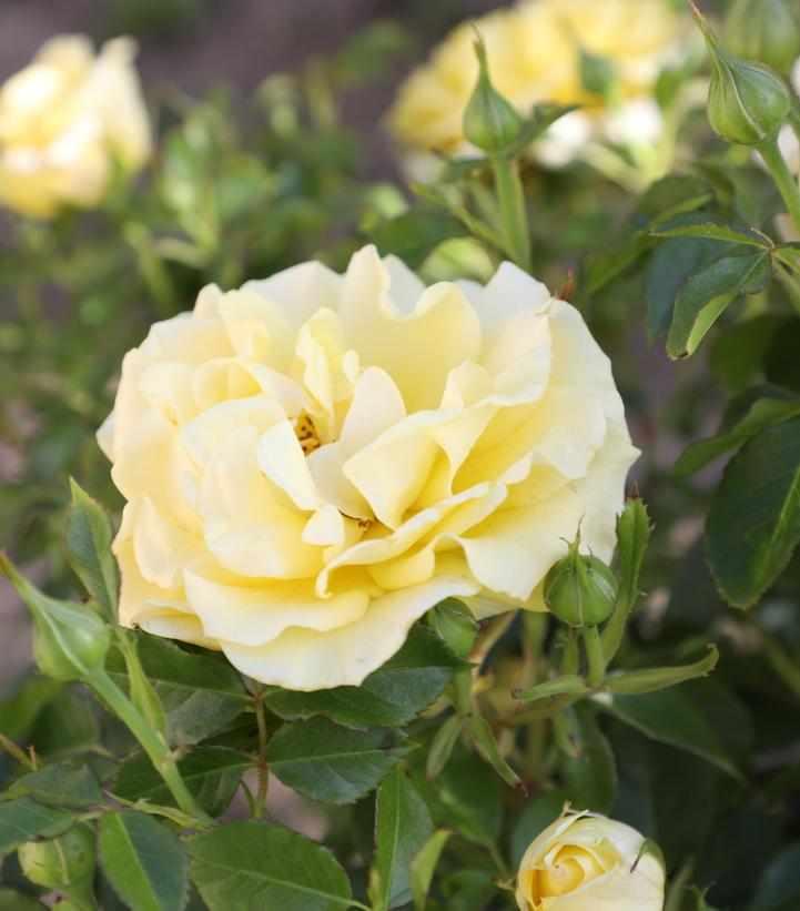 True Bloom™ True Darling Floribunda Rose