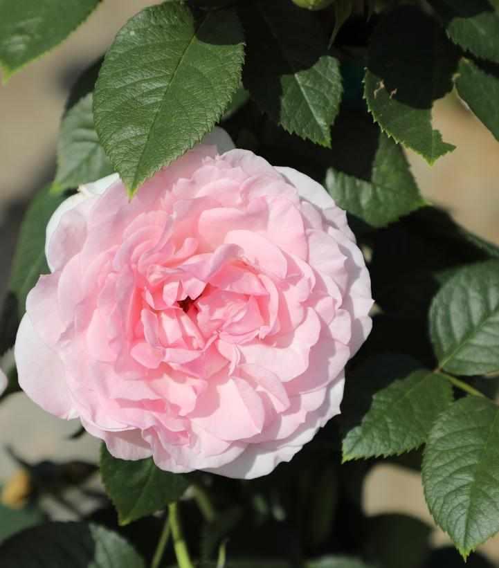 True Bloom™ True Devotion Climbing Rose