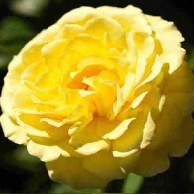 True Bloom™ True Friendship Floribunda Rose
