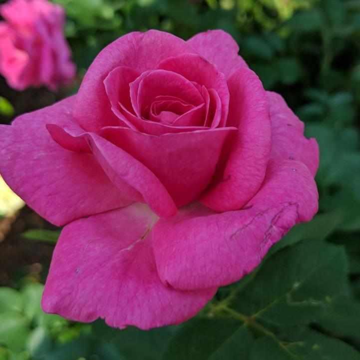 True Bloom™ True Gratitude Climbing Rose