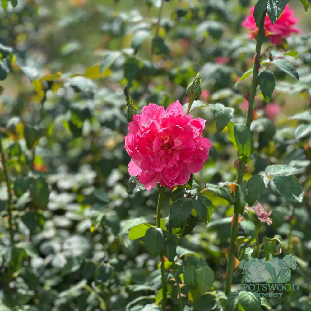 rosa-true-inspiration