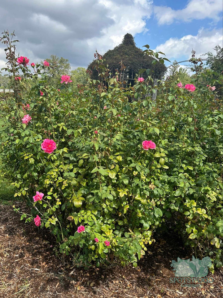 rosa-true-inspiration