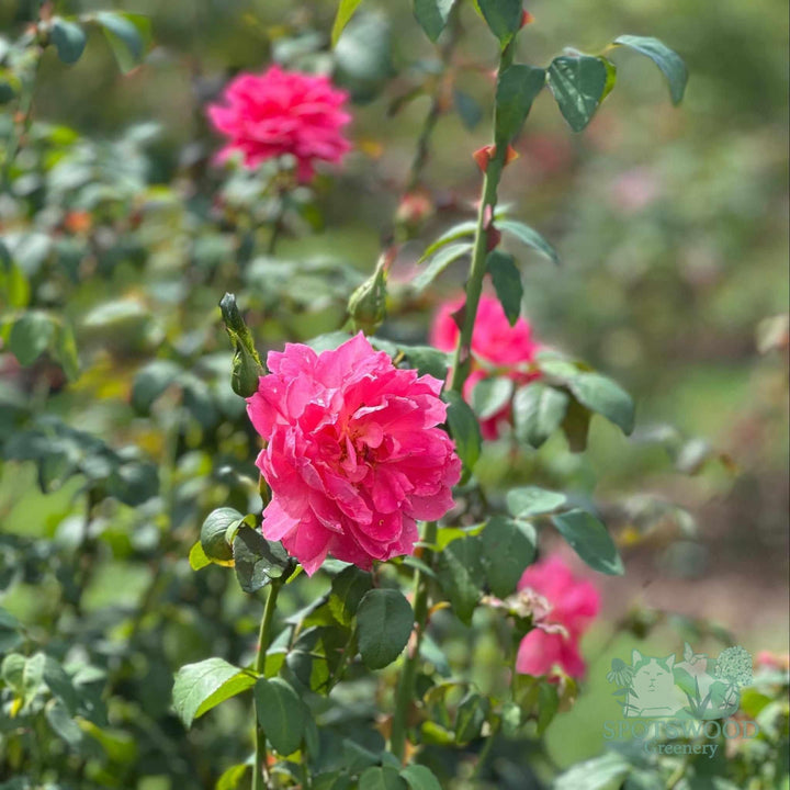 rosa-true-inspiration