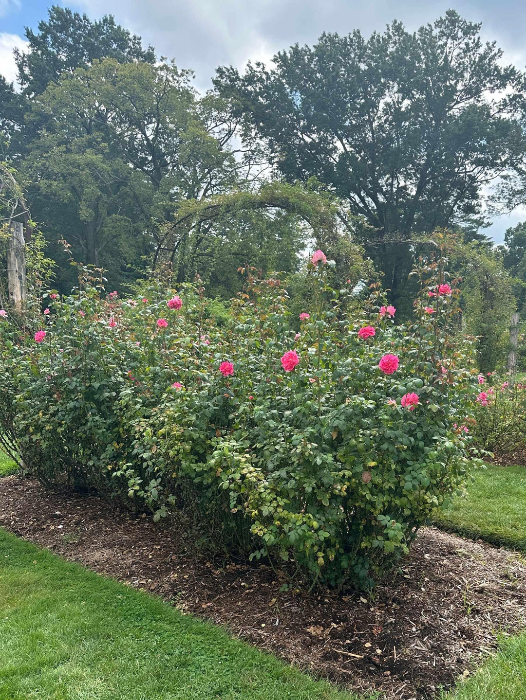 True Bloom™ True Inspiration Hybrid Tea Shrub