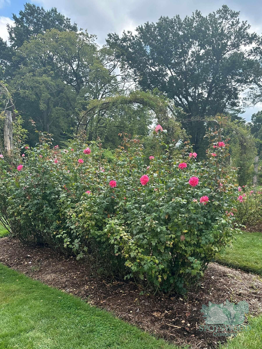 rosa-true-inspiration