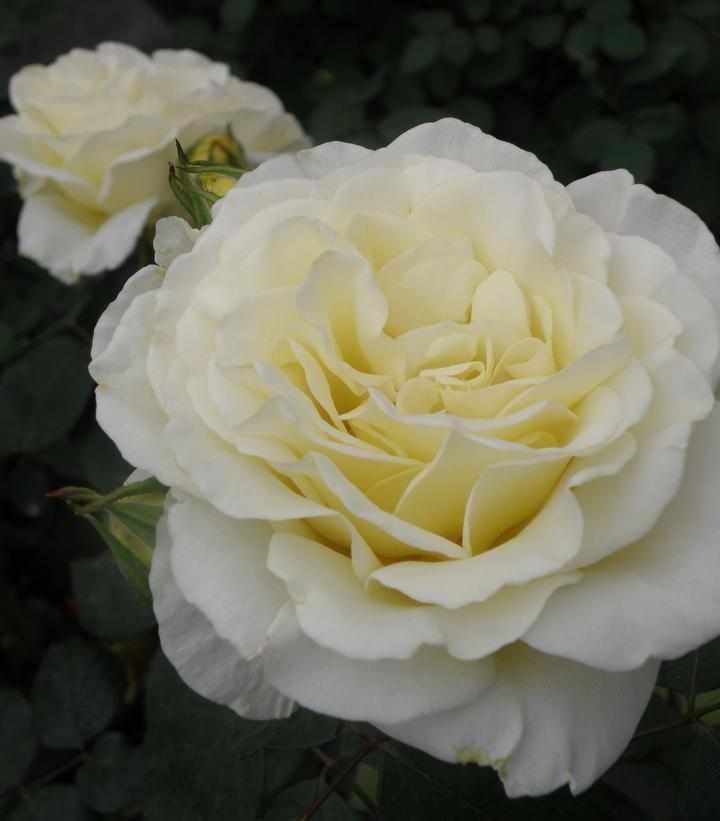 True Bloom™ True Kindness Hybrid Tea Rose