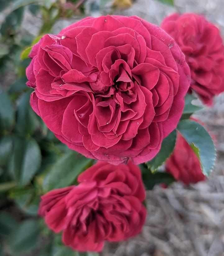 True Bloom™ True Love® Tea Rose