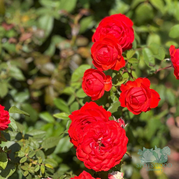 rosa-true-passion