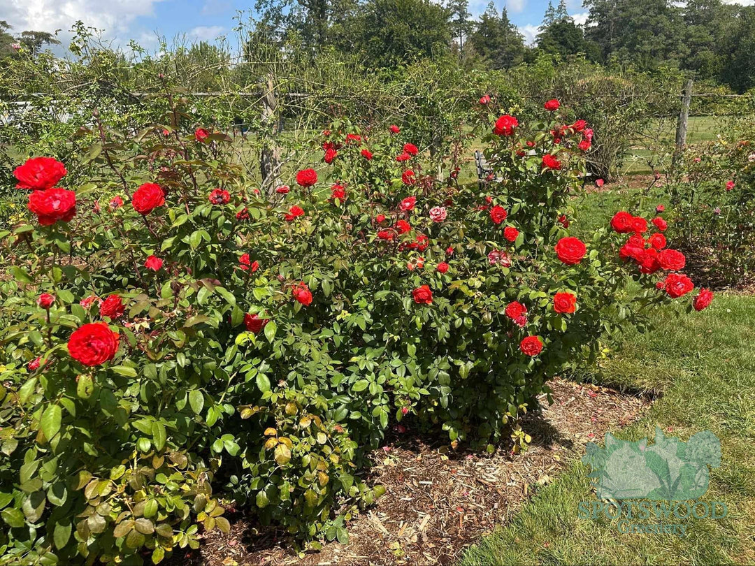 rosa-true-passion