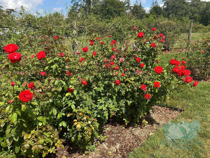 rosa-true-passion