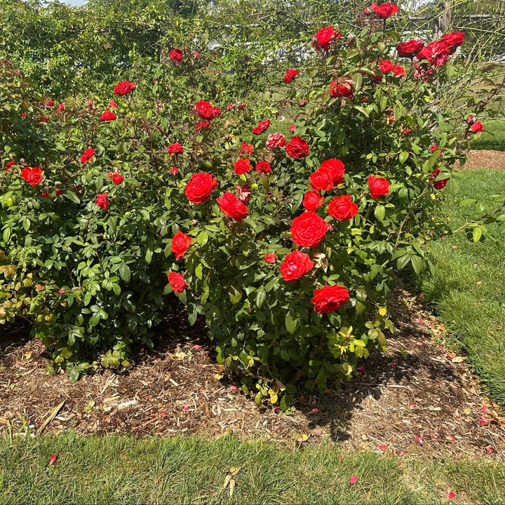 True Bloom™ True Passion® Hybrid Tea Shrub Rose