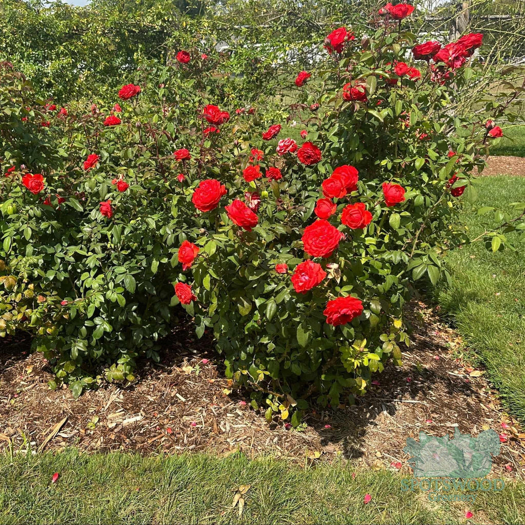 rosa-true-passion
