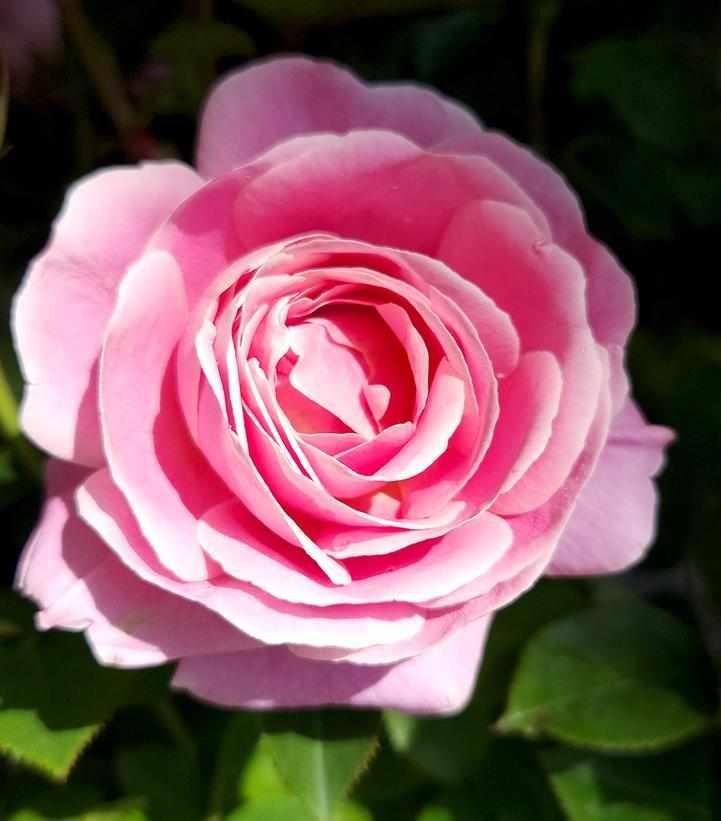 True Bloom™ True Perfume Hybrid Tea Rose