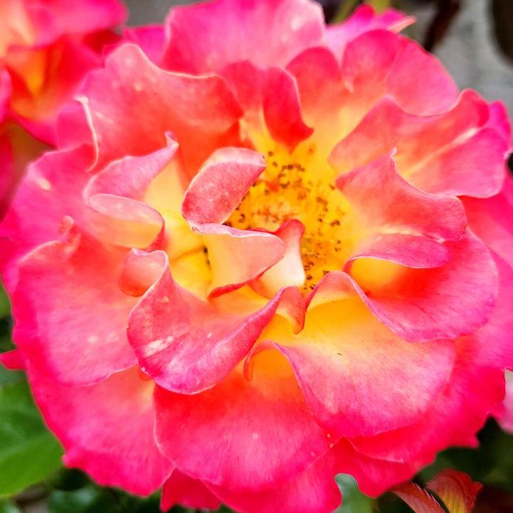 True Bloom™ True Sincerity Floribunda Rose