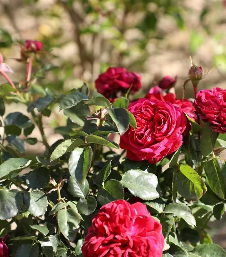 True Bloom™True Endearment Rose