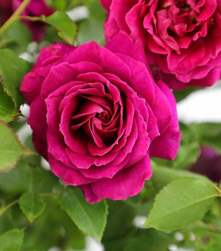 True Bloom™True Sincerity Floribunda Rose