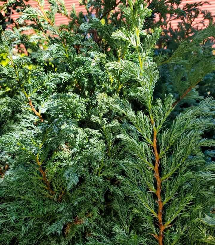 True Blue False Cypress