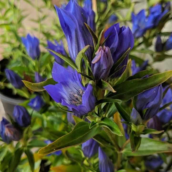 True Blue Gentiana