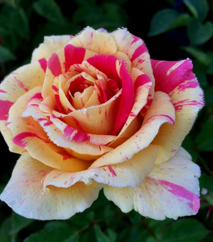 True Delight Climbing Rose