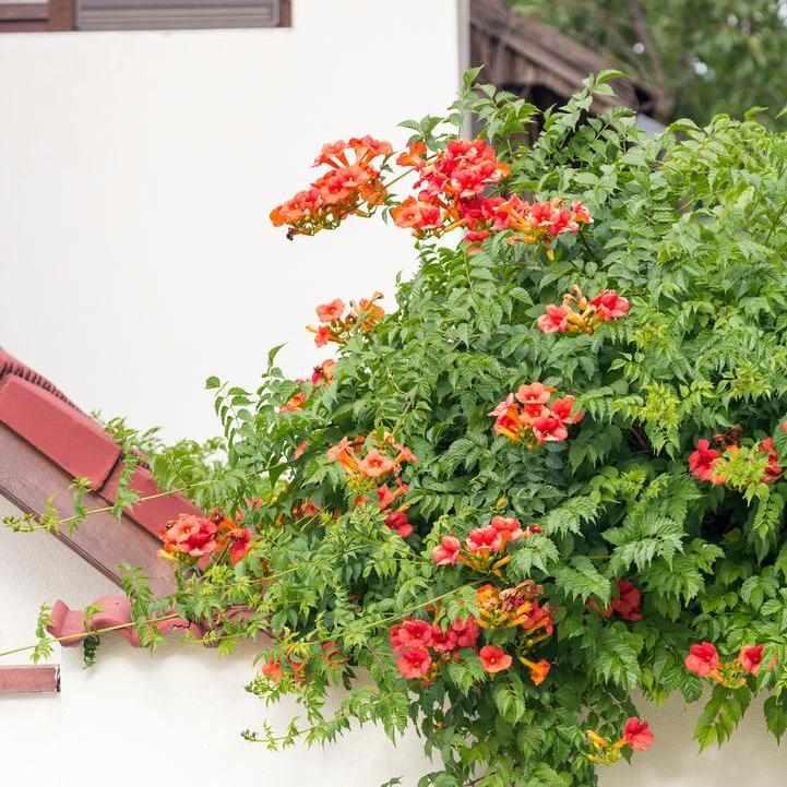 Trumpet Vine