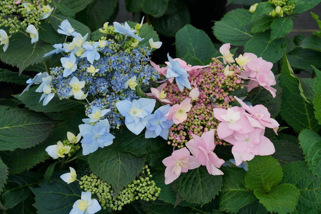 Tuff Stuff Ah-Ha® Reblooming Mountain Hydrangea