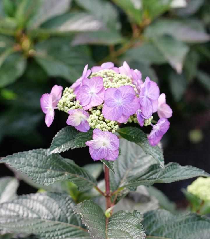 Tuff Stuff Top Fun® Mountain Hydrangea