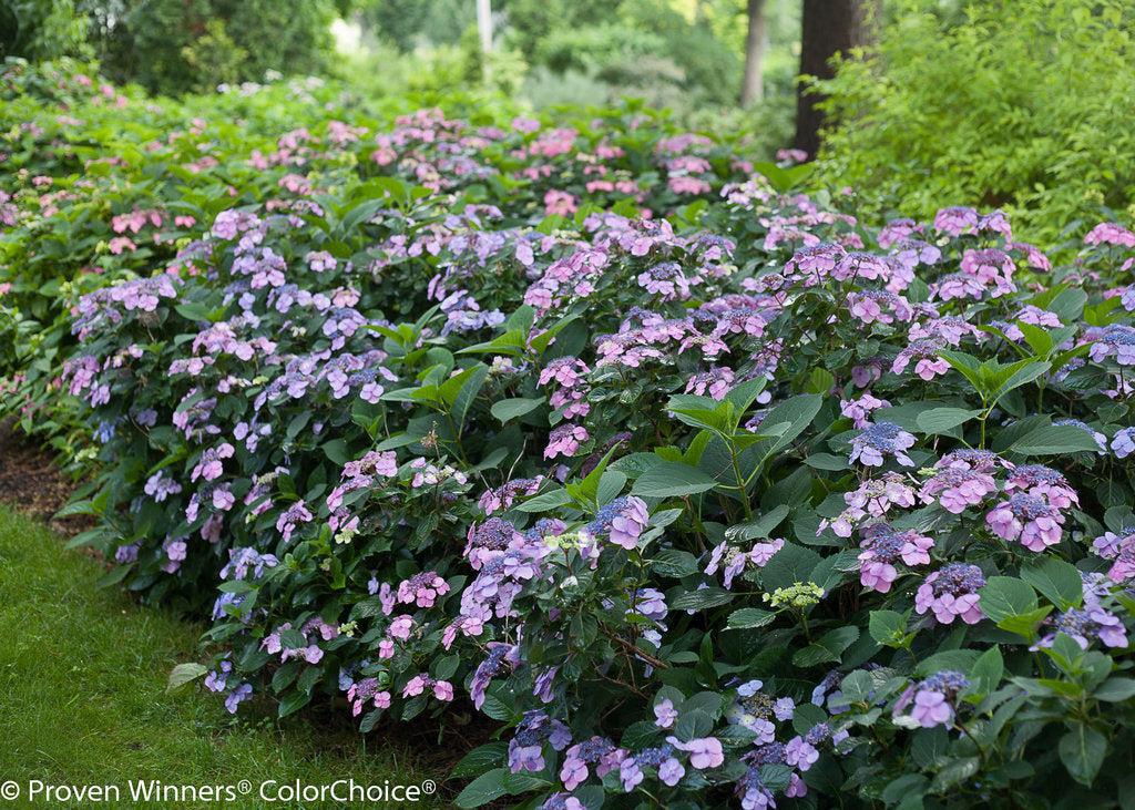 Tuff Stuff® Reblooming Mountain Hydrangea