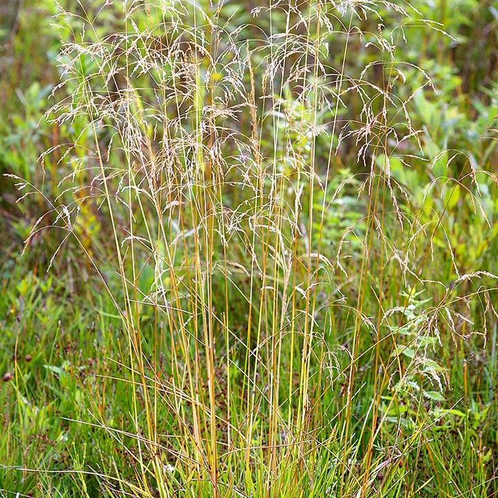 Tuffted Hair Grass