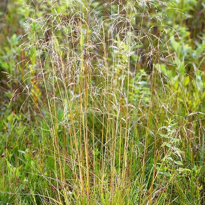 Tuffted Hair Grass