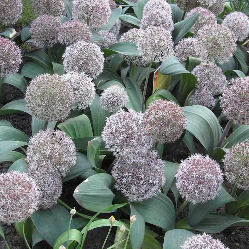 Turkistan Ornamental Onion