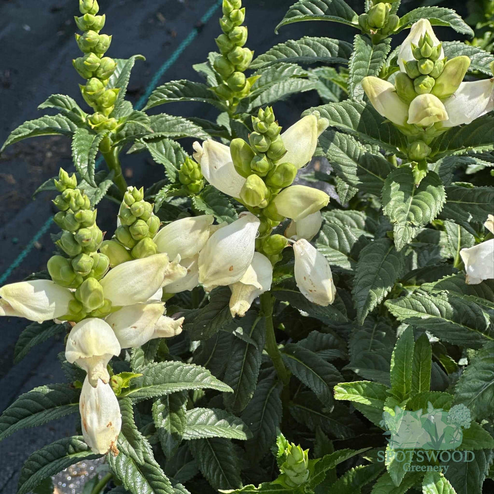 chelone-glabra