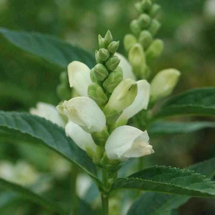 Turtlehead