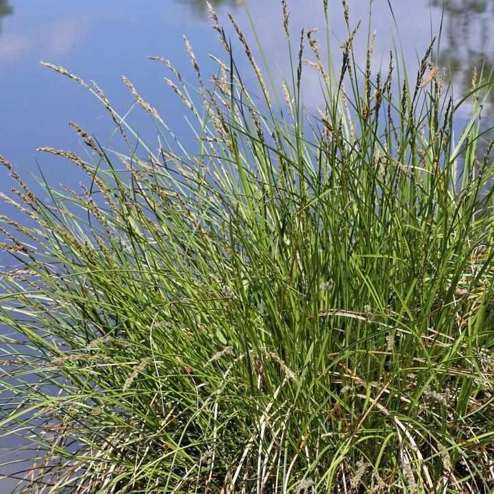 Tussock Sedge