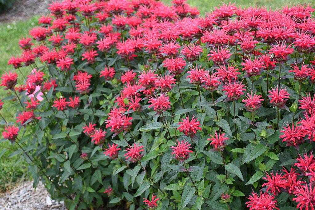 Upscale® Red Velvet Bee Balm