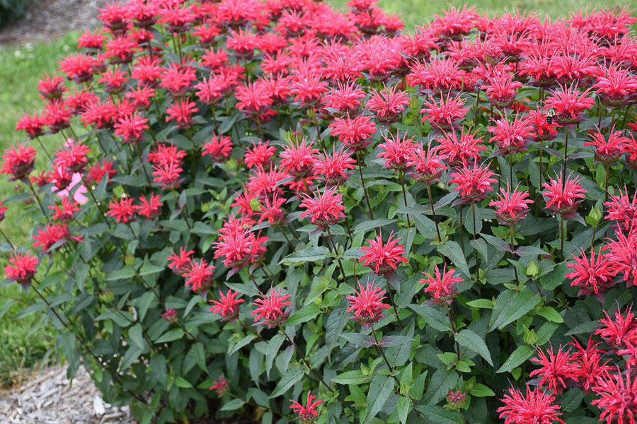 Upscale® Red Velvet Bee Balm