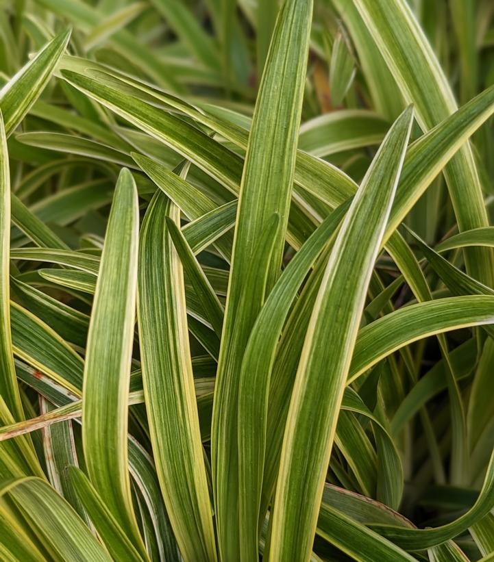 Variegated Liriope