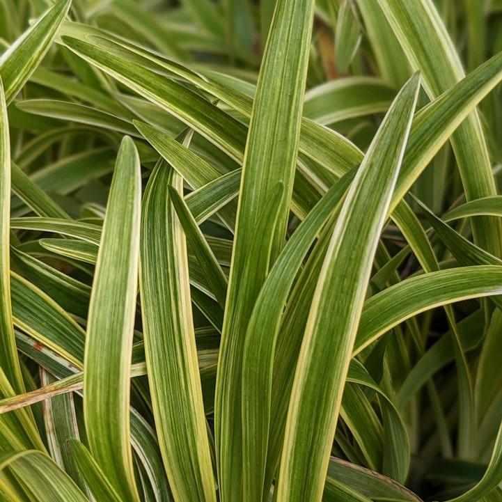 Variegated Liriope