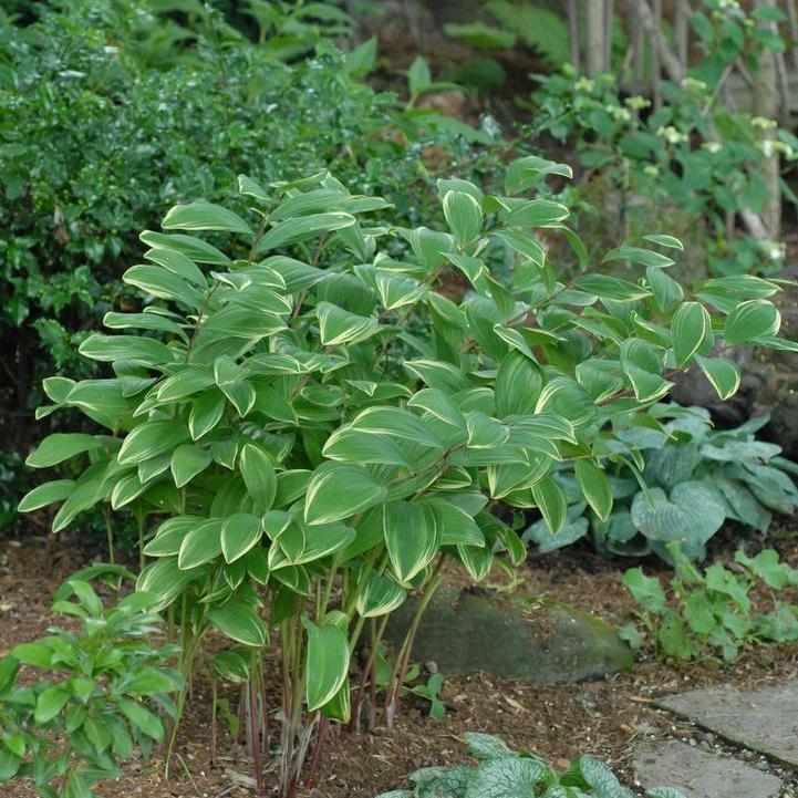 Variegated Solomon's Seal