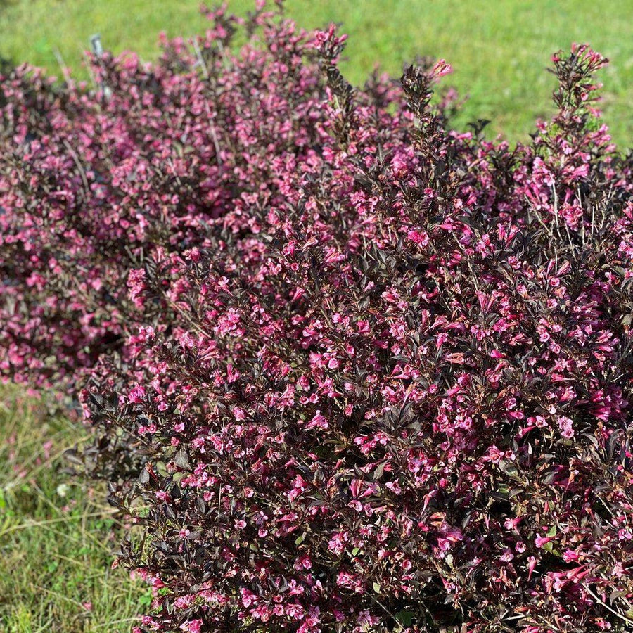 Very Fine Wine® Weigela