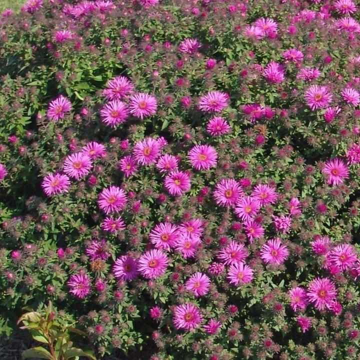 Vibrant Dome New England Aster