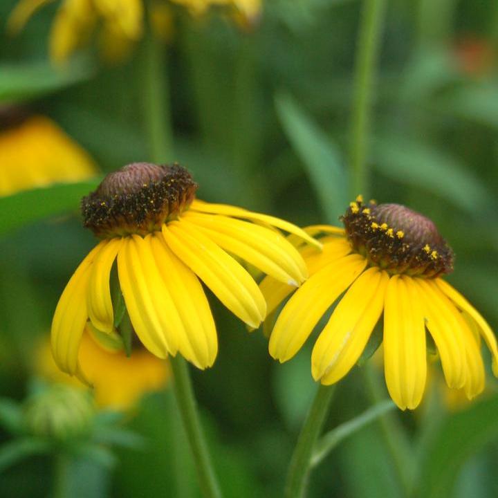 Viettes Little Suzie Rudbeckia