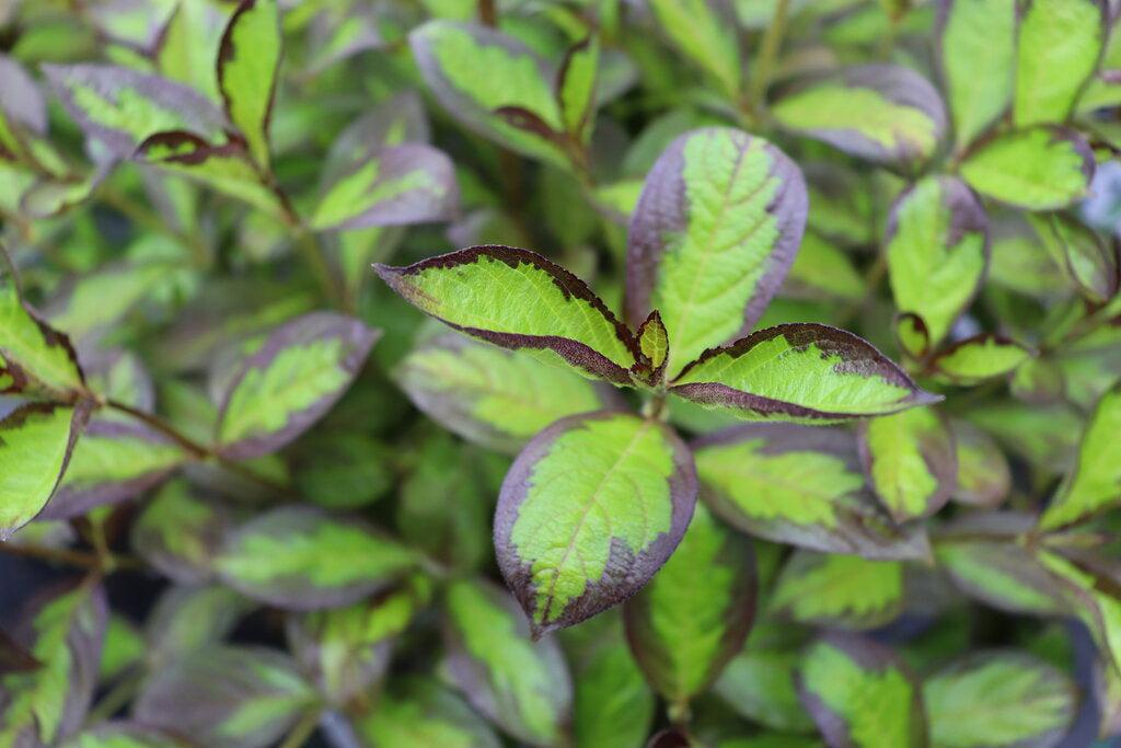 Vinho Verde® Weigela