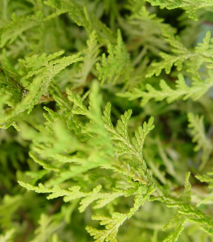 Vintage Gold Cypress