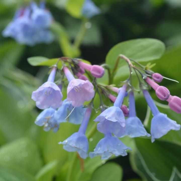 Virginia Bluebells