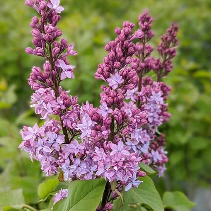 Virtual Violet® Lilac